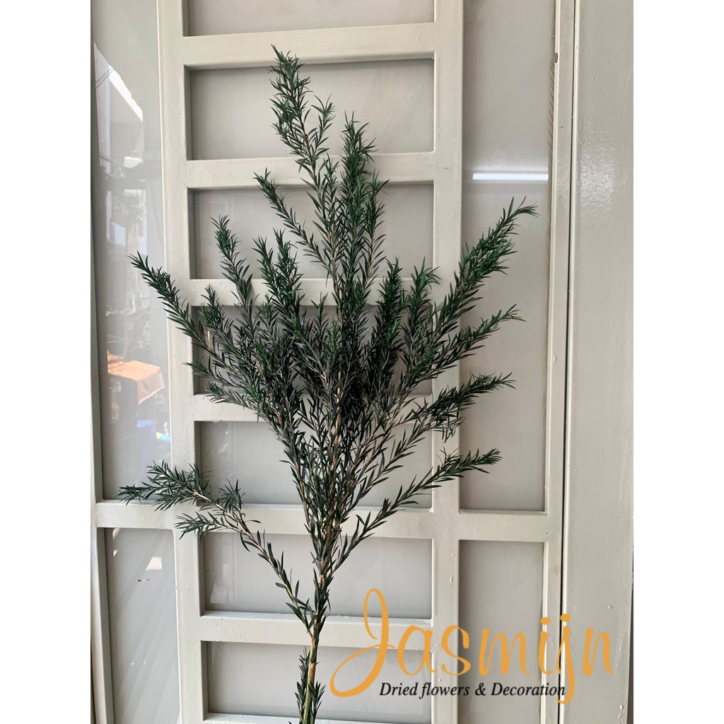 Lá hoàng kim khô nhiều màu