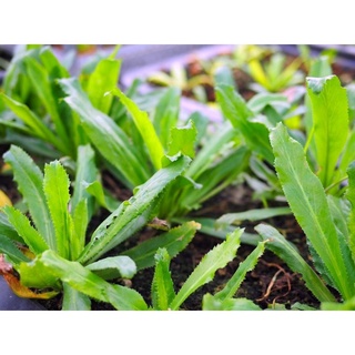Giống rau ngò gai hn