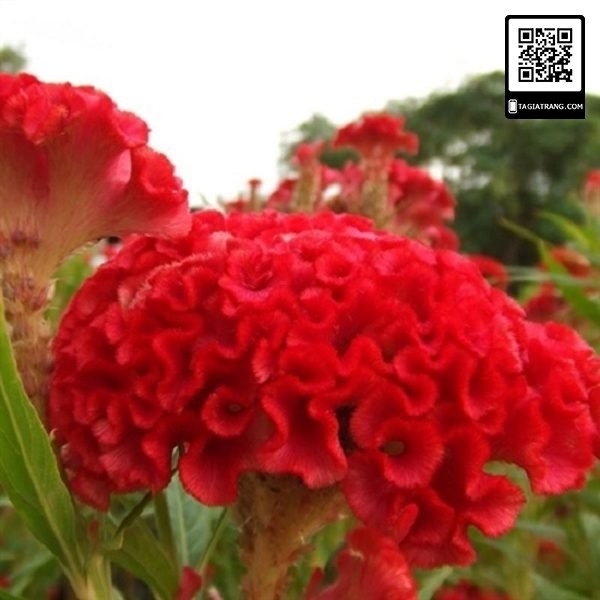 Hạt giống hoa mào gà búa đỏ nhung
