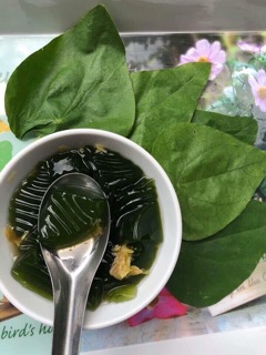SƯƠNG SÂM LÔNG giống