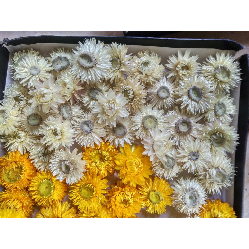 Sỉ cúc Bất tử khô, mix màu