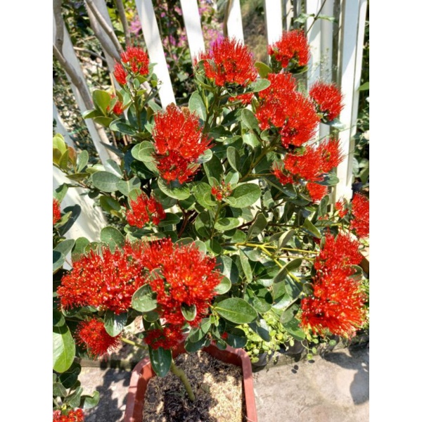 Mai Thái đỏ huyết