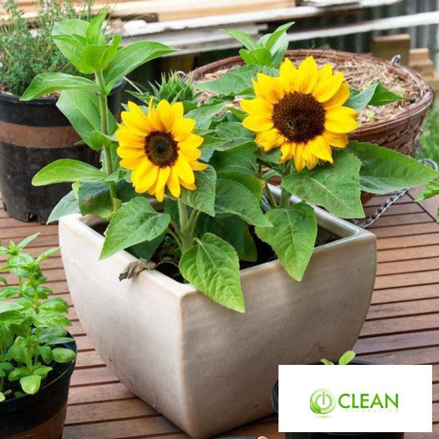 Gói 30 hạt giống Hoa Hướng Dương lùn vàng Bambino - Nanuseeds