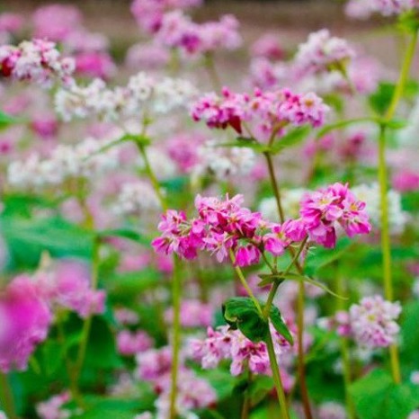 Hạt Giống Hoa Tam Giác Mạch (gói 200 hạt, tặng phân)