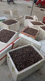 1kg Quả Sim Rừng Khô ( quả chín )