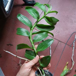 Phi điệp den mento
