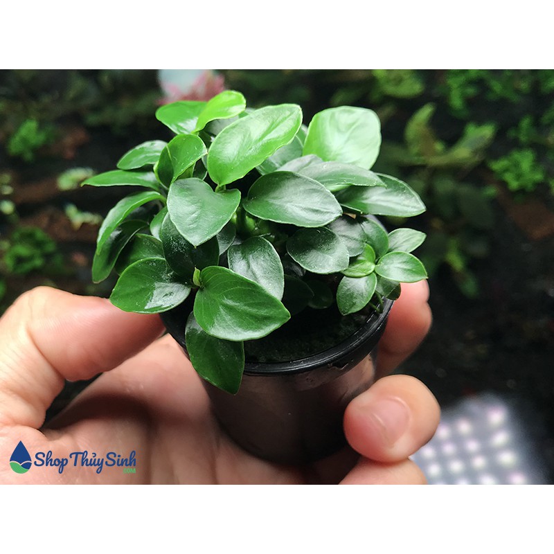 Ráy nana petite thủy mộc