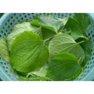 LÁ LỐT TƯƠI "1kg= 15.000"