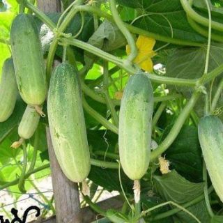 30 HẠT GIỐNG DƯA CHUỘT MÈO                                                                 ( siêu to khổng lồ )