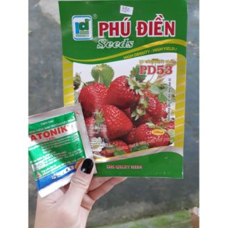 Hạt giống dâu tây đỏ chịu nhiệt gói 100 hạt Phú Điền