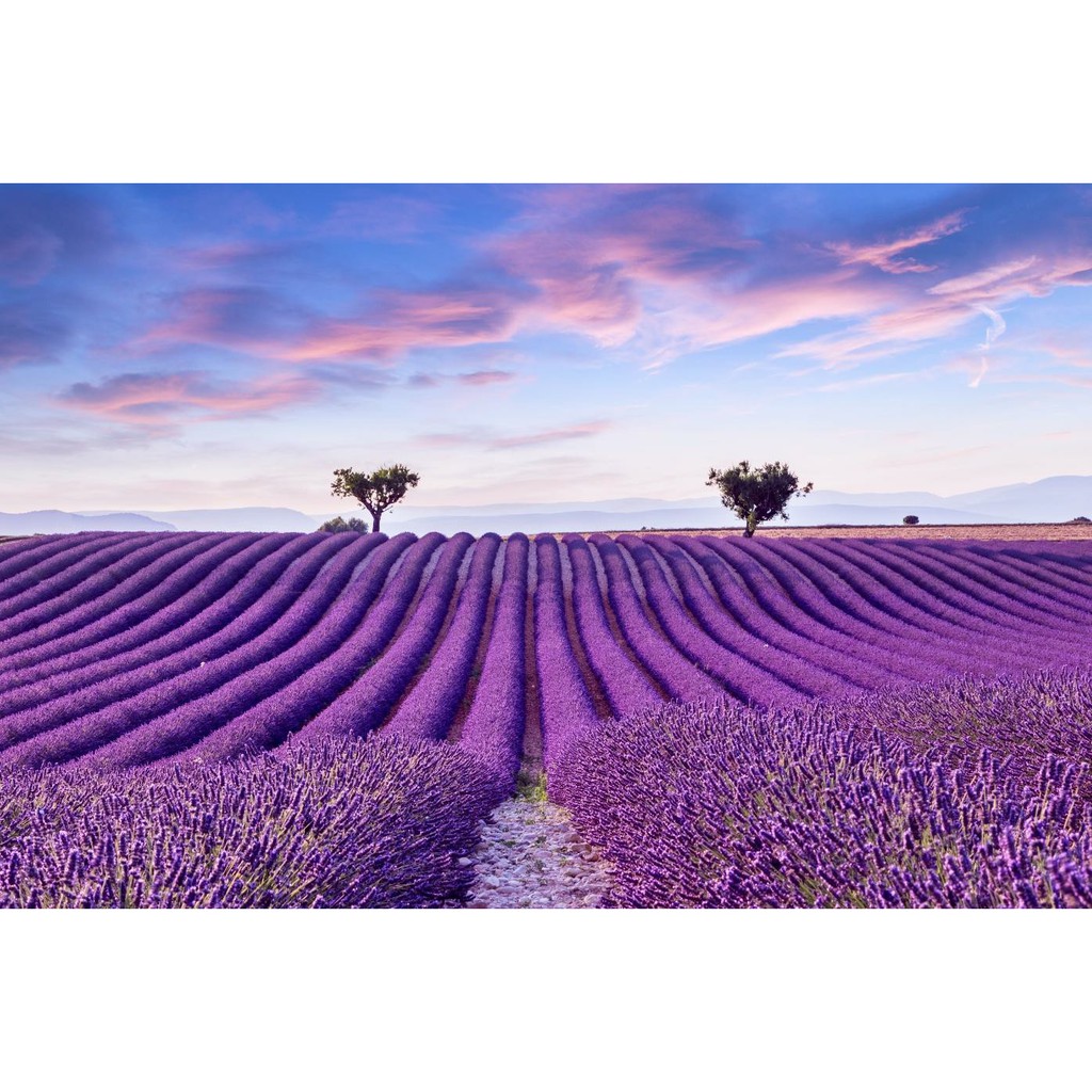 Tranh dán tường 3D VẢI LỤA cánh đồng hoa LAVENDER ĐẸP NHẤT