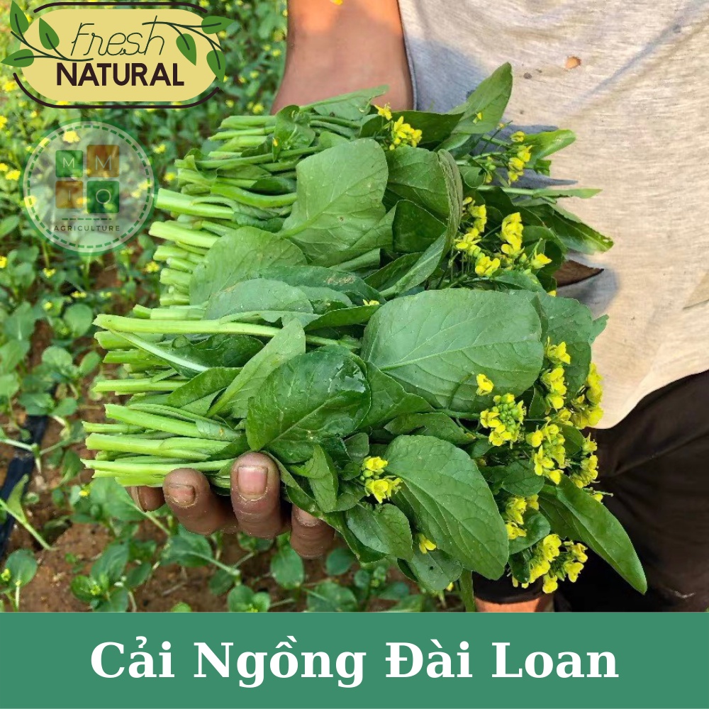 Hạt giống rau cải ngồng Đài Loan chịu nhiệt