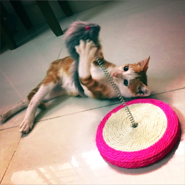 Bàn cào mèo có chuột lò xo, cho mèo mài móng , xả stress