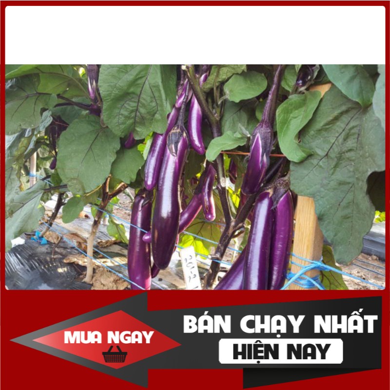 [ Big Sale ] 0.5gr - Hạt giống cà tím quả dài Đài Loan