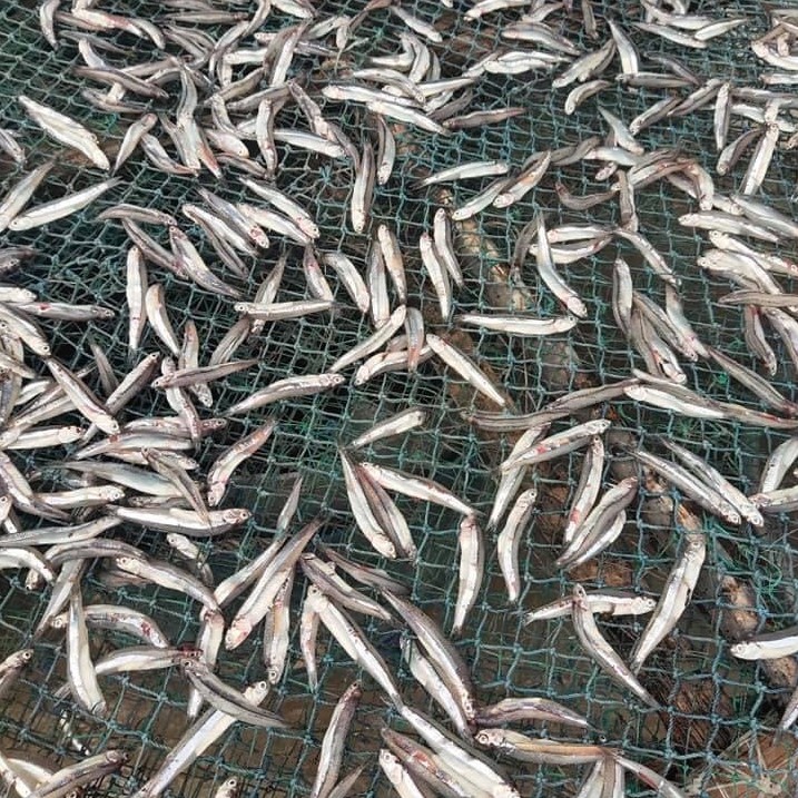 Cá Cơm Bỏ Đầu Nguyên Chất 500gr - Hanigo Food | BigBuy360 - bigbuy360.vn