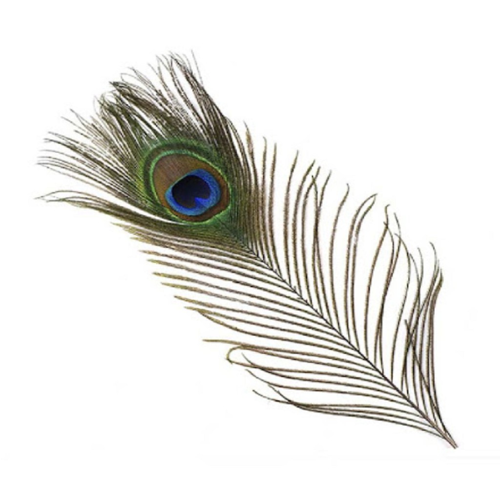 Lông công phong thủy LEVAN vượng khí, cầu tài, cầu lộc chiều dài 28-80cm | BigBuy360 - bigbuy360.vn