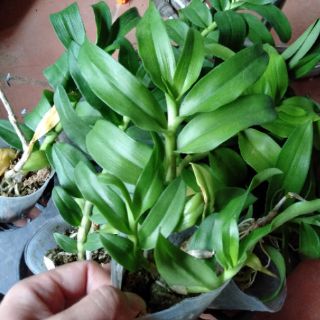 Hoa phong lan phi điệp 5 cánh trắng