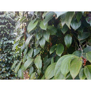 Hạt tiêu đen - 500 gram