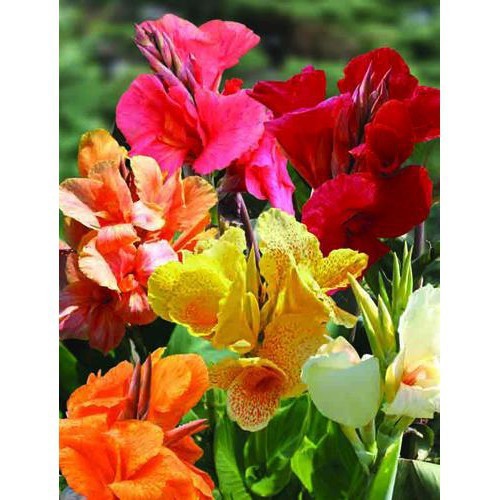 HẠT GIỐNG HOA CHUỐI CẢNH NHIỀU MÀU - GÓI 1 GRAM