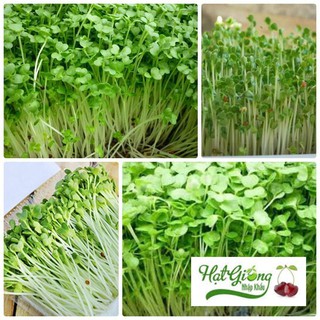 20 gram Hạt giống mầm rau cải mơ LINH NGOC