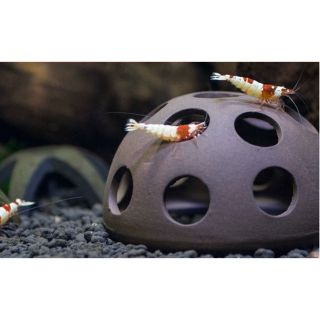 Đồ chơi tép tròn lỗ