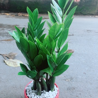 Chậu kim phát tài