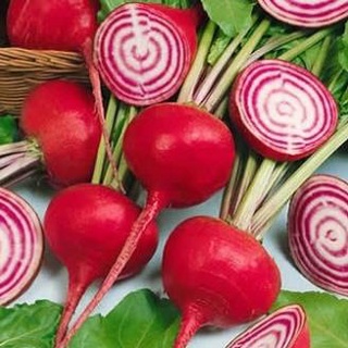 Hạt giống củ cải đường 100 hạt