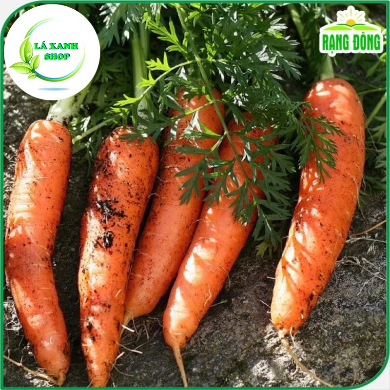 Hạt giống Cà Rốt F1 Củ Dài To Trồng Quanh Năm, Sinh Trưởng Khỏe (gói 5 gram) - Hạt giống Rạng Đông