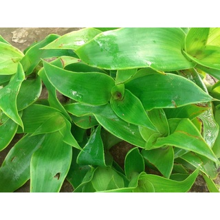 Cây lược vàng/ 1 cây
