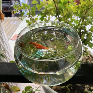 BỂ CÁ THỦY TINH,HỒ CÁ MINI,CHẬU CÂY THỦY SINH ĐỂ BÀN - MẪU T07(D:10cm*H:8cm) và T01(D:14CM*H12CM)