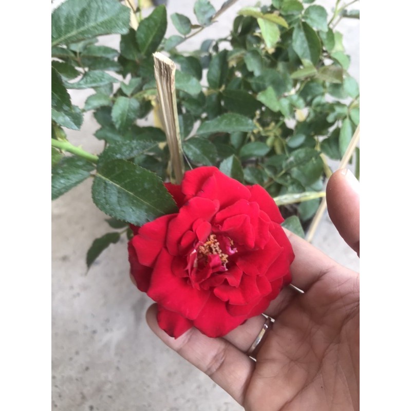 caykiengsadec Hồng teza siêu nụ màu đỏ+ tặng phân bón-hoa kiểng lá-trang trí nội thất cảnh quan sân vườn ngoài trời
