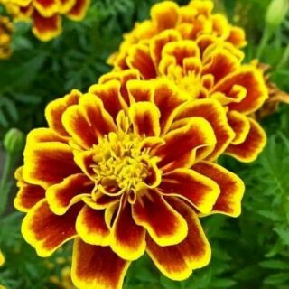 HẠT GIỐNG CÚC VẠN THỌ BAN MAI THÁI LAN