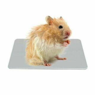 Miếng tản nhiệt cho hamster