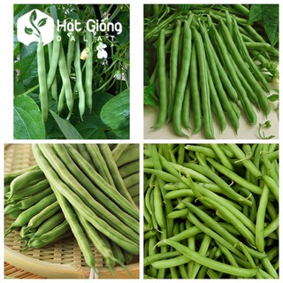 HẠT GIỐNG ĐẬU COVE BỤI (XANH) hạt giống thế giới chuẩn f1