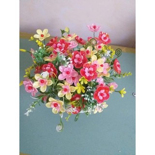 100g hoa cừ 5 cánh