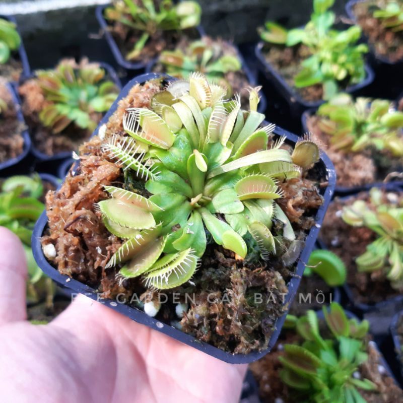 Cây bẫy kẹp, cây bắt mồi Flytrap G16