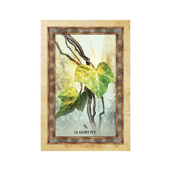 Bộ Bài Celtic Tree Oracle (Mystic House Tarot Shop)