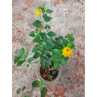 Cây ngũ sắc