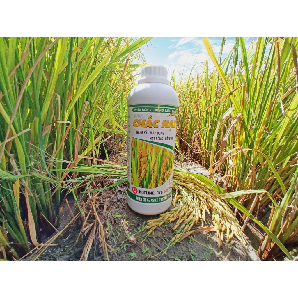 CHẮC HẠT (chuyên lúa) 1 LÍT - CHÍN CHẮC TỚI CẬY, HẠN CHẾ ĐỔ NGÃ