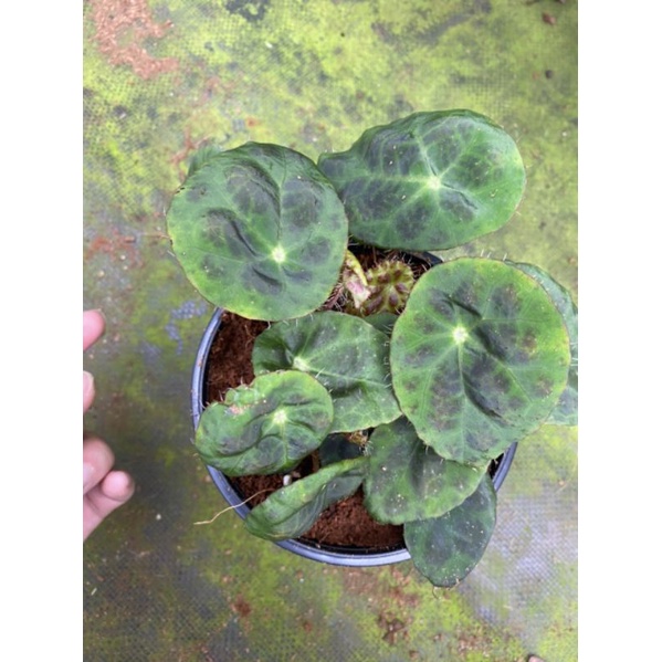 Chậu cứng Begonia Kingiana