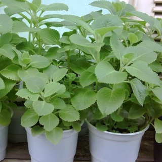 Hạt Giống Húng Chanh Gói 0.1gr