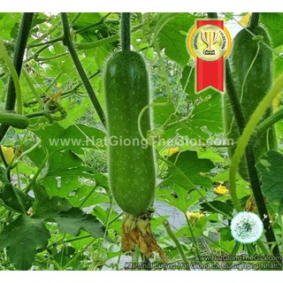 5gr 240.hạt hạt giống bí đao chanh f1 vô địch tg155