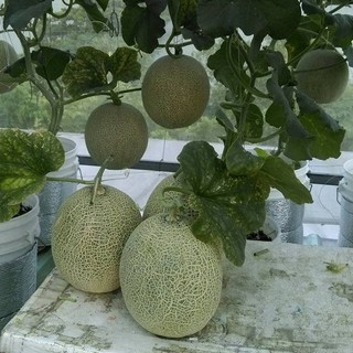 Hạt giống dưa lưới vỏ xanh - 10 hạt (TẶNG gói kích thích hạt nảy mầm)