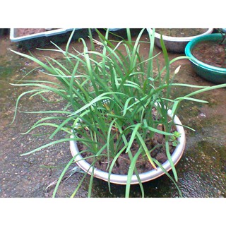 Cây Hẹ - Chậu Rau Giống