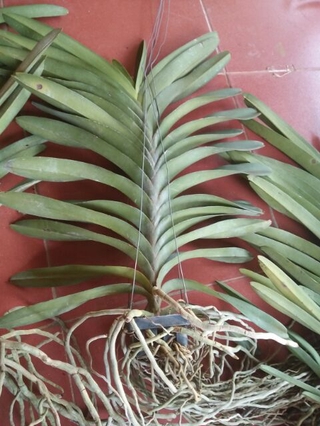 Hoa phong lan  vanda thái hoa tết