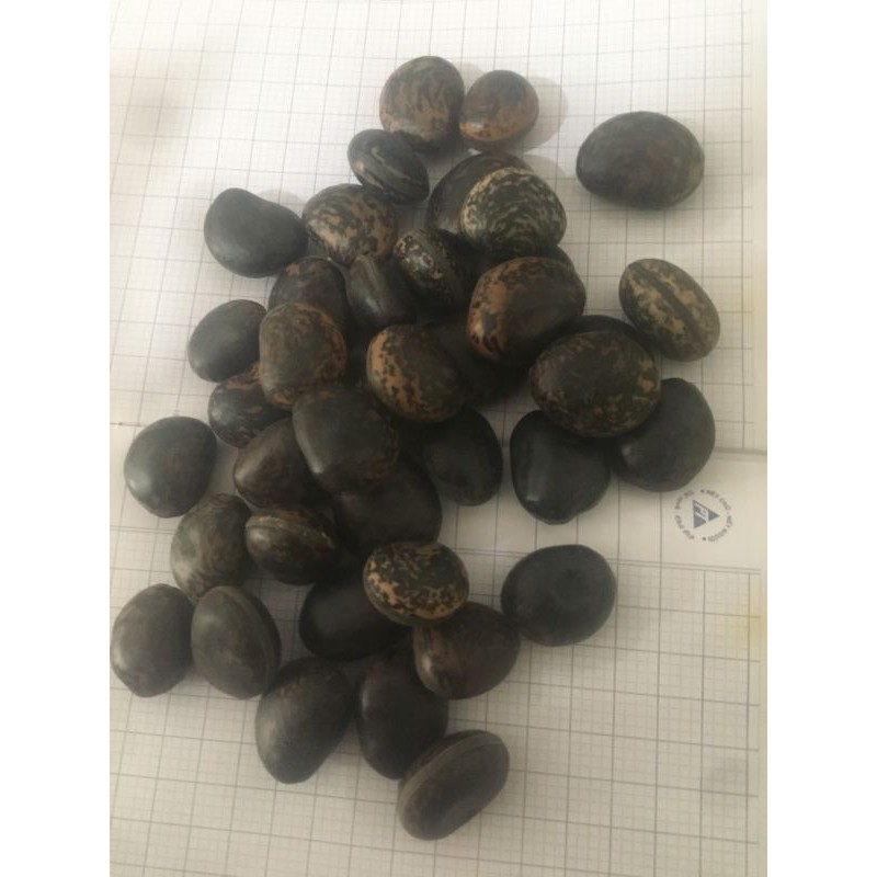 sỉ toàn quốc hạt đậu lào