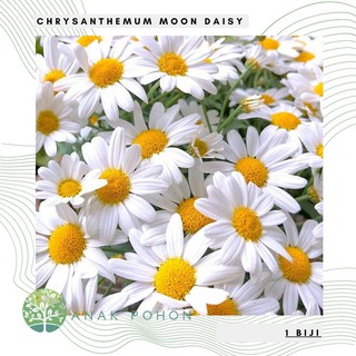 Hạt giống hoa cúc mặt trăng nhập khẩu 50h