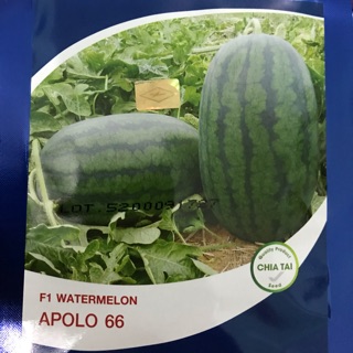 Hạt giống dưa hấu Appolo 66- chia tai-thái lan-3,5-4kg/trái