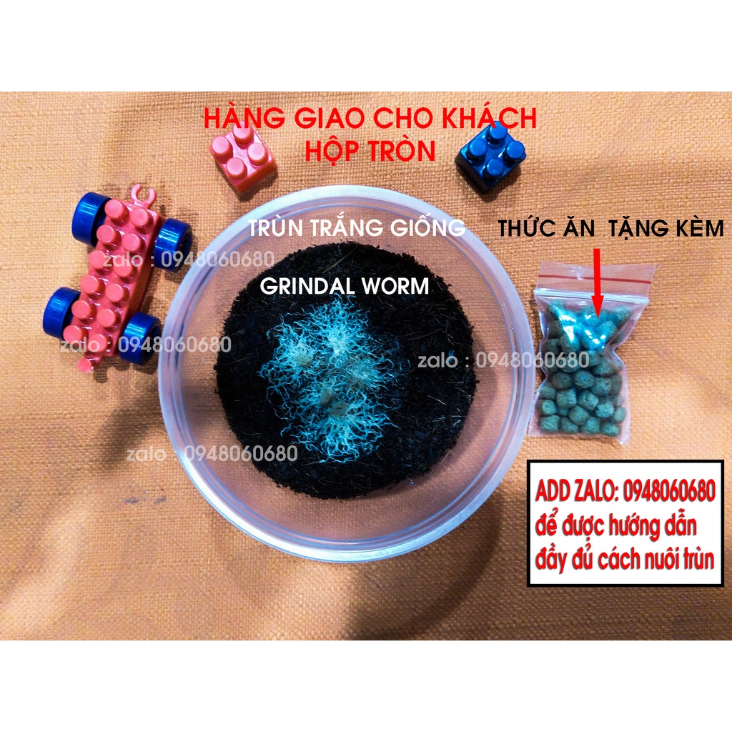 Trùn trắng, giun trắng, trùn chỉ trắng  thức ăn tươi cho cá cảnh .