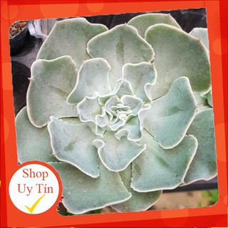 Sen đá bắp cải trắng